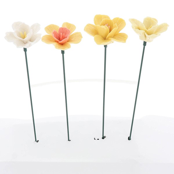 Porcelain Petals Daffodil